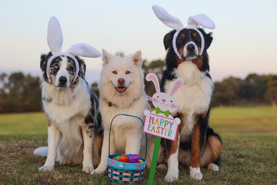 Easy Easter Recipes Three Dogs Standing in a Field Wearing Easter Bunny Ears Holding a Sign That Says Happy Easter