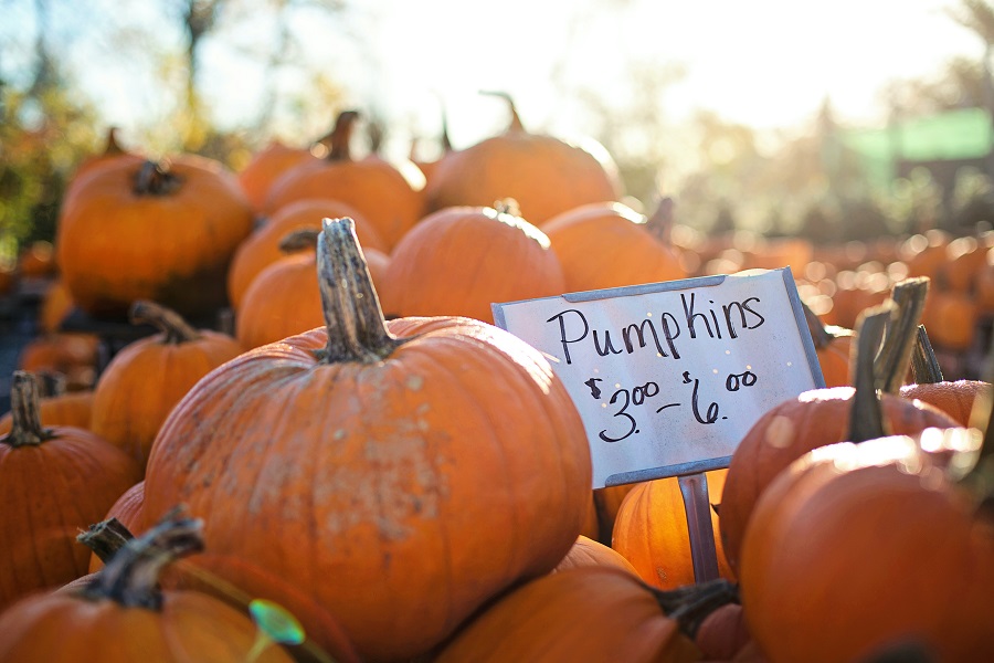 Instant Pot Pumpkin Recipes Close Up of Pumpkins with a Sale Sign in the Middle of Them